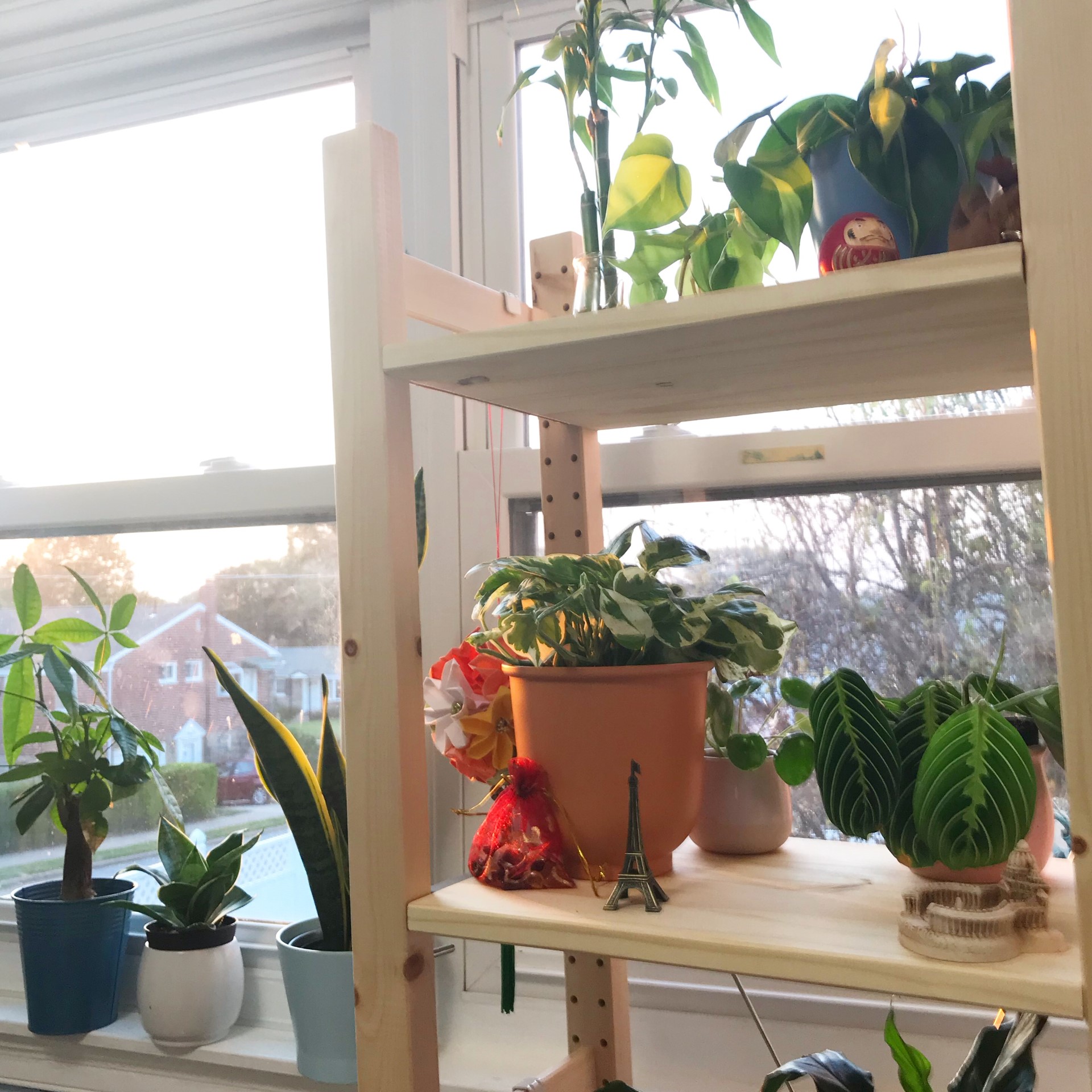 Main Factors to Consider When Buying a Houseplant